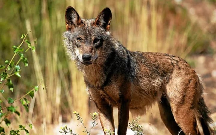 Loup observé en lisière de forêt